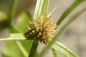 Image result for Kyllinga cartilaginea