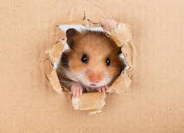 I once heard a saying that a hamster's goal in life is to escape. How To Find A Hamster Owners Questions Hamsters Guide Omlet Us
