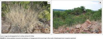 Image result for Decorsea schlechteri