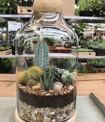 There are several containers that can hold indoor cactus plants, but one of the most widely used is a terrarium. Wie Nimmt Man Kakteen In Sein Inneres Auf Plantas Cactus Terrarium Terrarium Plants Succulent Terrarium