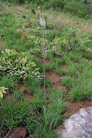 Image result for Drimia altissima