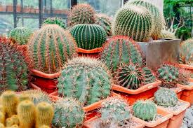 Do not exceed the recommended doses. Do Cacti Need Fertilizer Complete Landscaping