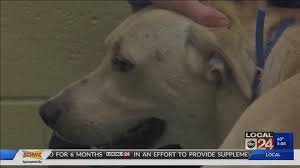 Check spelling or type a new query. Animal Clinics Remain Open During Covid 19 Outbreak Localmemphis Com