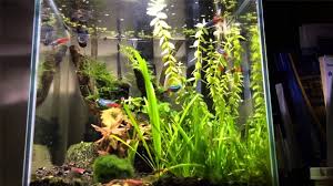 Agreeable aquarium design ideas aquascape freshwater wall. The Best Nano Tank Setups The Aquarium Guide
