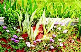 Kalau yang ini adalah jenis tanaman daun yang punya kombinasi warna yang beragam pada daunnya, antara lain ungu, kuning, dan merah. Menawannya Ground Cover Berbunga Tip Menanam Dan Merawatnya Semua Halaman Idea