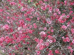 Image result for Leptospermum scoparium
