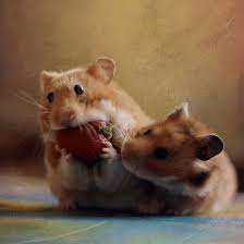 A 30 Cute And Adorable Hamster Photography Collection Naldz Graphics Cute Animals Funny Animals Cute Hamsters
