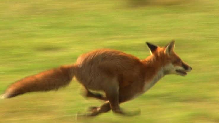 Boar and fox shooting in Britain - Fieldsports Channel