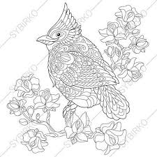 Pin On Birds