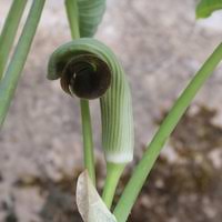 Click here to find out more. Buy Arisaema Ringens