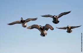 Available in several size and color options (please select from the drop down menus to see price adjustment). Duck Numbers Similar To 2018