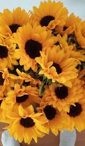 Image Result For Aesthetic Sunflower Laptop Wallpaper Sunflower Wallpaper Sunflower Pictures Flower Wallpaper