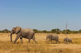 10 Of The Smartest Animals On Earth Animals Animals Of The World Elephant