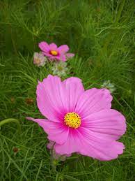 Cosmos The Color Purple Cosmos Flowers Flower Pictures Flower Drawing