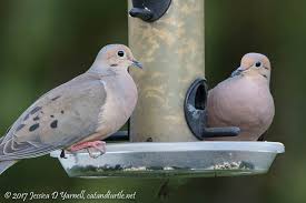 The Clownarounds A K A Mourning Doves Catandturtle