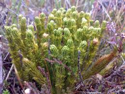 Image result for Huperzia dacrydioides