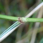 Image result for Scleria xerophila