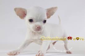 Macho Chihuahua Blanc Venta Chihuahuas Blancos Chihuahua
