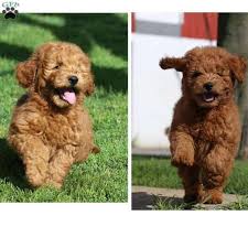 They are a cross between a golden retriever & a poodle. Goldendoodle Puppies For Sale Paradise Pa 224067