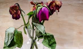 How to make cemetery flowers last longer. Easy Tips To Make Fresh Cut Flowers Last Longer In A Vase 12 Tomatoes
