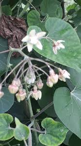 Image result for Pergularia daemia