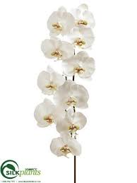 We did not find results for: 53 White Green Artificial Phalaenopsis Orchid Stem Phalaenopsis Orchids Artificial Orchid Stems Silk Plants Direct