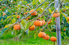 Image result for Diospyros kirkii