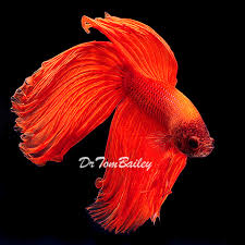 Training a betta can be fun for the whole family and it's surprisingly easy to do. Male Betta For Sale Aquariumfish Net