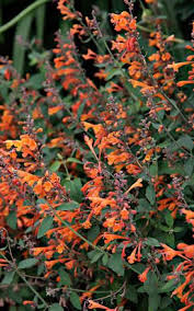 Lieblingspflanze Duftnessel Pflanzen Bluhende Pflanzen Garten Pflanzen