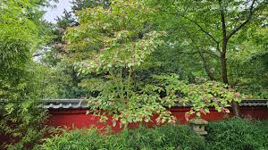 Image result for Clerodendrum toxicarium