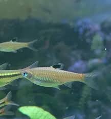 ブルー アイ 熱帯魚