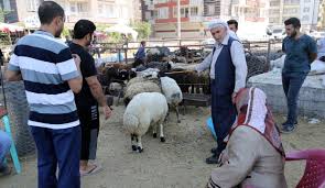 Diyarbakir Haberleri Diyarbakir Da Besiciler Kurbanlik Satislarindan Memnun 24 Agustos 2018