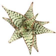 Image result for Aloe canis