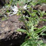 Image result for Ocimum filamentosum