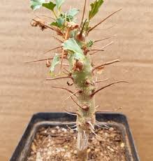 Image result for Monsonia