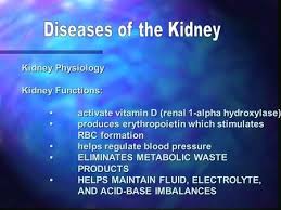 Kidney Physiology Kidney Functions Activate Vitamin D Renal 1 Alpha Hydroxylase Activate Vitamin D Renal 1 Alp Renal Acute Kidney Injury Extracellular Fluid