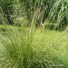 Image result for Sporobolus panicoides