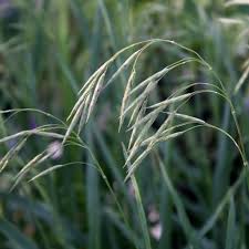 Image result for Bromus leptoclados