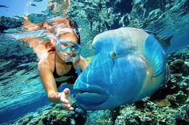 It also holds great scientific interest as the habitat of species such as the. Tauchen Am Great Barrier Reef Reef Magic Cruises Cairns Reisebewertungen Tripadvisor