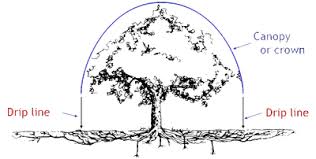 Save Trees During Drought With New Tree Ring Irrigation Contraption Tric Uc Master Gardener Program Statewide Blog Anr Blogs