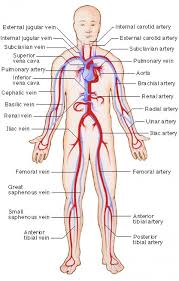 Organ Systems In Human Body Arteries And Veins Medical Medical Transcription