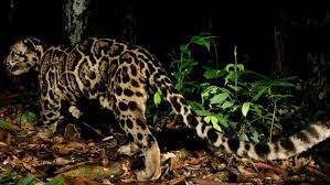 Mereka tidak tahu di balik tembok itu adalah kandang harimau. Macan Dahan Jadi Tersangka Tewasnya 3 Ekor Kambing Di Agam Bagian 1