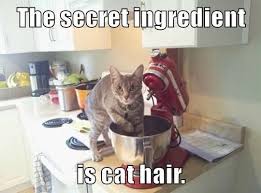 Helping me make a quiche. They Know The Secret Ingredients And Put It In Without Telling Funny Cat Memes Cats Funny Cats