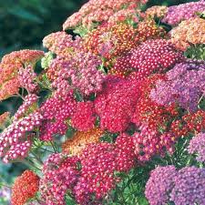 Yarrow Flowerburst Red Shades 10 Seeds Perennial Herb Deer Etsy Summer Berries Perennial Herbs Pollinator Plants
