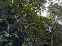 Image result for Cryptocarya woodii