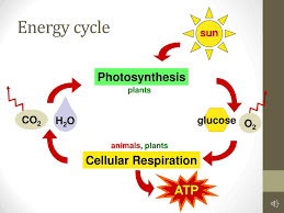 Photosynthesis Ppt Download