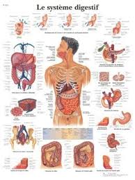 Printable anatomical charts and diagrams. American 3b Scientific Vr2422l Le Systeme Digestif Chart Fr L In 2021 Human Anatomy Chart Gastrointestinal System Medical Posters