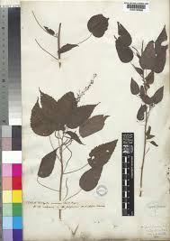 Image result for Ancylobothrys scandens