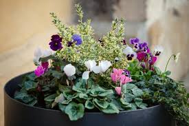 We have an extensive collection of stock photography, inculding texas wildflowers, big bend national park, landscapes, and insects. How To Protect Potted Plants In Winter Hgtv