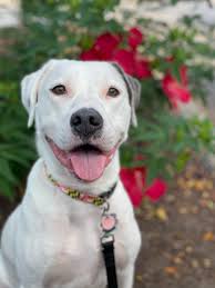 Happy 4th of July wishes